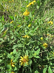 Tithonia calva lancifolia