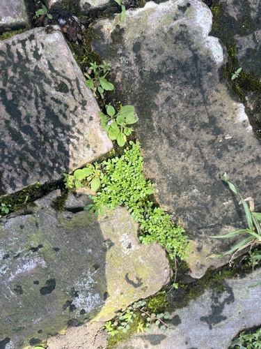 Artillery Plant