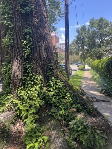 resurrection fern