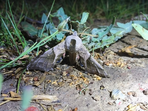 Oriental Eyed Hawkmoth