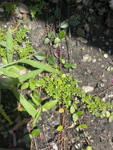 Artillery Plant