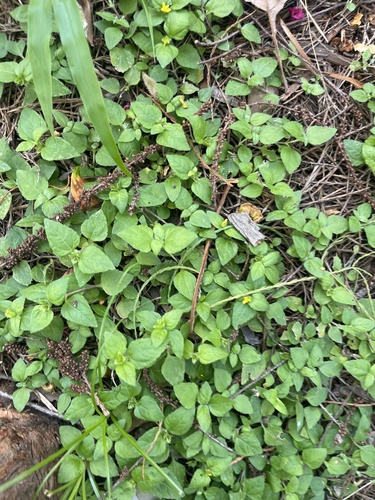 straggler daisy