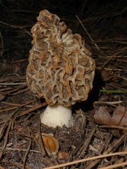 Morchellaceae