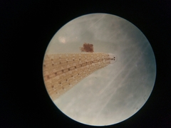 Glossiphoniidae