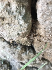 Lasius emarginatus