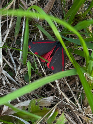 Cinnabar moth
