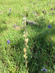 Thysanocarpus curvipes