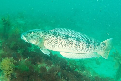 Argentinian sandperch (Pseudopercis semifasciata) — Pinguipedidae