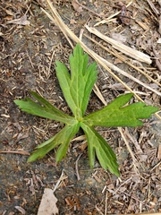 Geranium maculatum