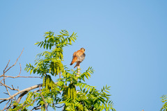 Falco sparverius
