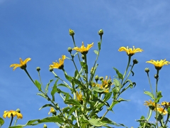 Tithonia calva lancifolia