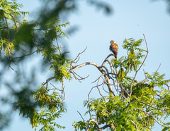Falco sparverius