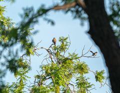 Falco sparverius