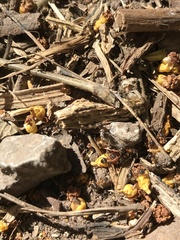 Lasius emarginatus