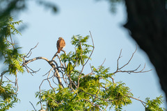 Falco sparverius