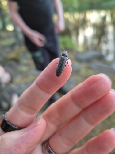 Chestnut-footed Click Beetle