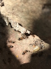 Lasius emarginatus