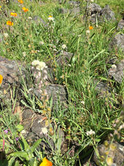 Thysanocarpus curvipes