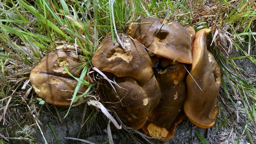 Neoboletus erythropus — no rights reserved