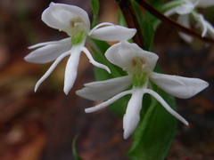 Habenaria cuevasiana
