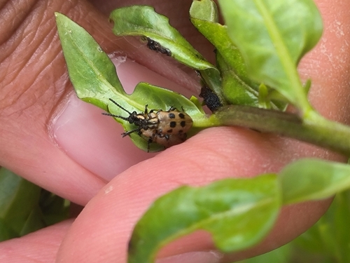 Lema decempunctata