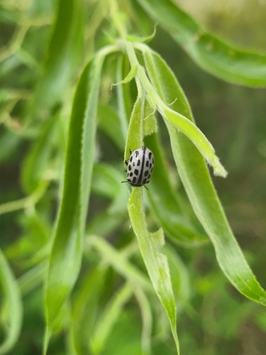 Spotted Willow Leaf Beetle