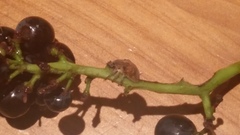 Gonipterus platensis