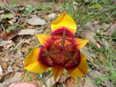 Tigridia chrysantha