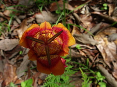 Tigridia chrysantha