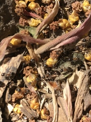 Lasius emarginatus