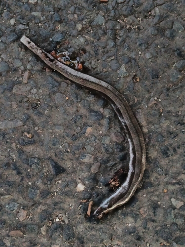 Common Slowworm