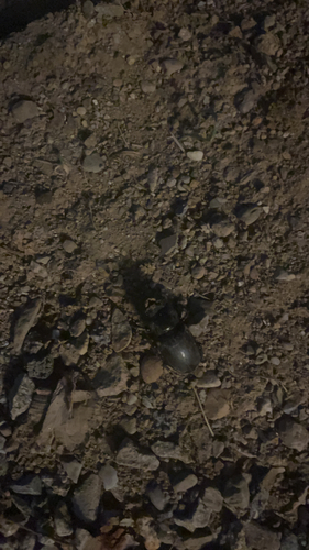 European Stag Beetle