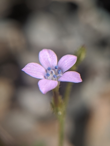 Rock gilia (Gilia scopulorum)
