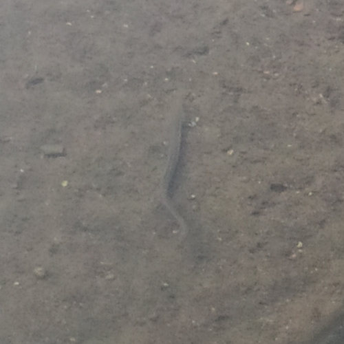 European Eel