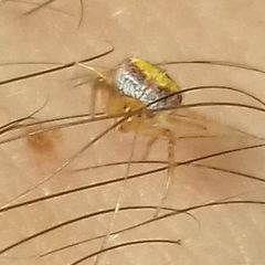 Araneus triguttatus