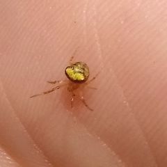 Araneus triguttatus