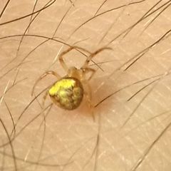 Araneus triguttatus