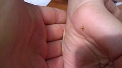 Araneus triguttatus