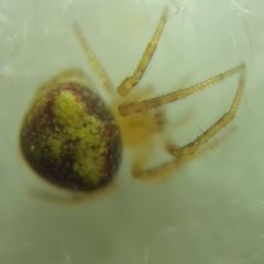 Araneus triguttatus
