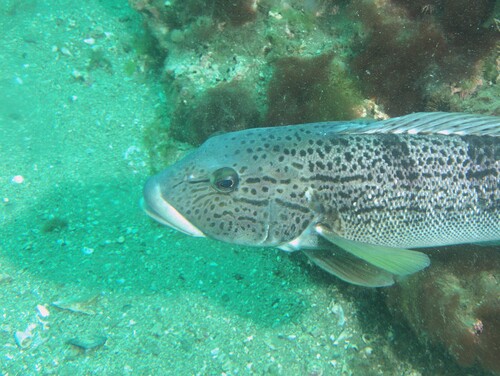 Argentinian sandperch (Pseudopercis semifasciata) — Pinguipedidae — 5