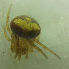 Araneus triguttatus