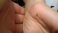 Araneus triguttatus