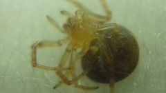Araneus triguttatus