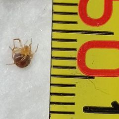 Araneus triguttatus
