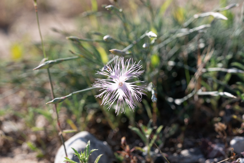 Dianthus crinitus