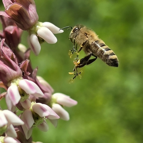 Bee