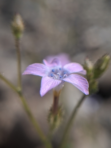 Image of Gilia scopulorum by no rights reserved