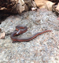 Carphophis amoenus amoenus