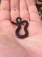 Carphophis amoenus amoenus