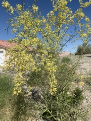 Parkinsonia microphylla